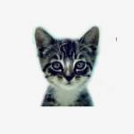 We Love Cats and Kittens Profile Picture