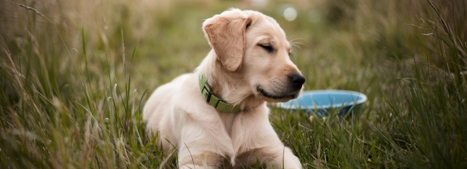 Chatswood Veterinary Clinic Cover Image