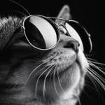 Shan Trainings Profile Picture