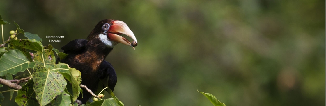 India Birding Tours Cover Image