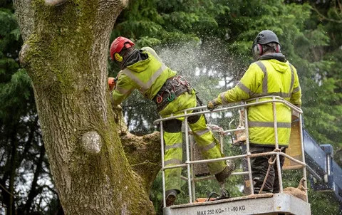Expert Commercial Tree Surgeons in Belfast for Every Project – Belfast Tree Surgeon