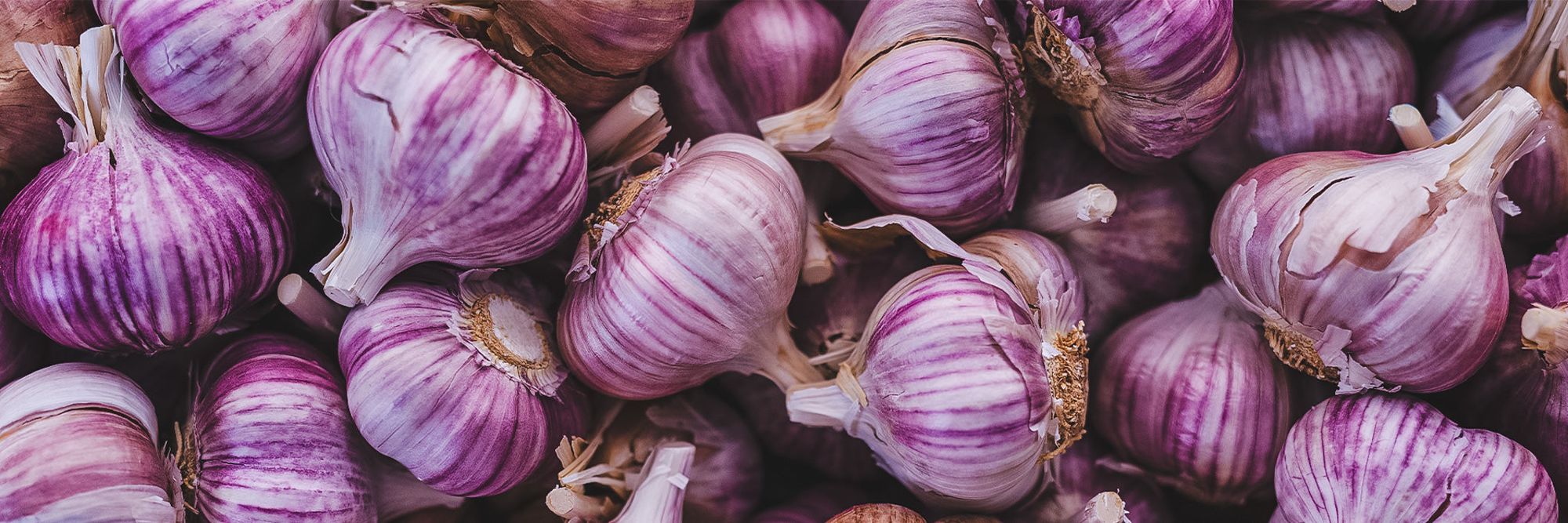 Georgian Fire: The Fiery Porcelain Garlic Worth Seeking