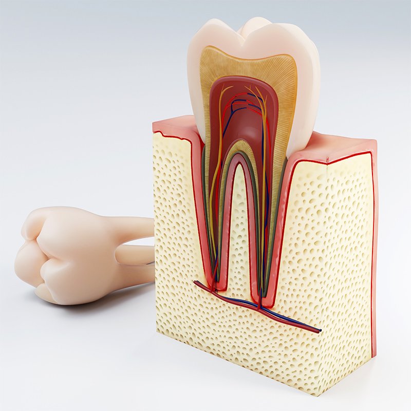 Root Canal Treatment in Abu Dhabi | Gentle Dental Care