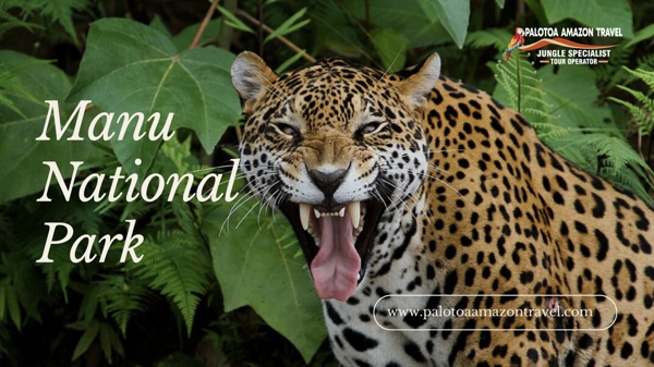 Manu National Park PDF | Pearltrees