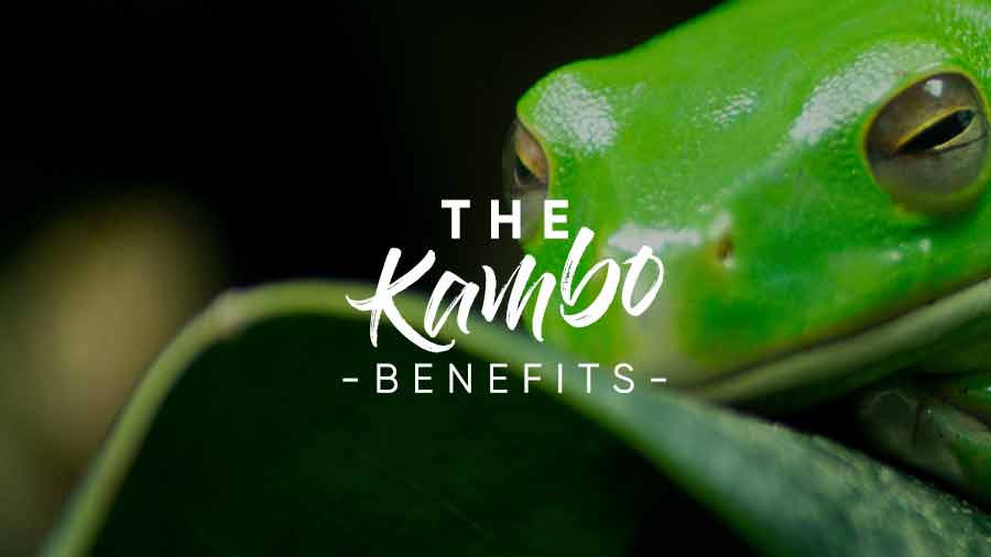 About Kambo - Pachamama Sanctuary