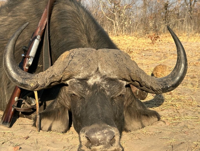 Experience the Ultimate Thrill with African Buffalo Safaris - Twit Post