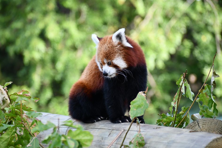 Buy Hydrocodone Online No Rx Efficient Direct-to-Home Drop — Virginia Zoo