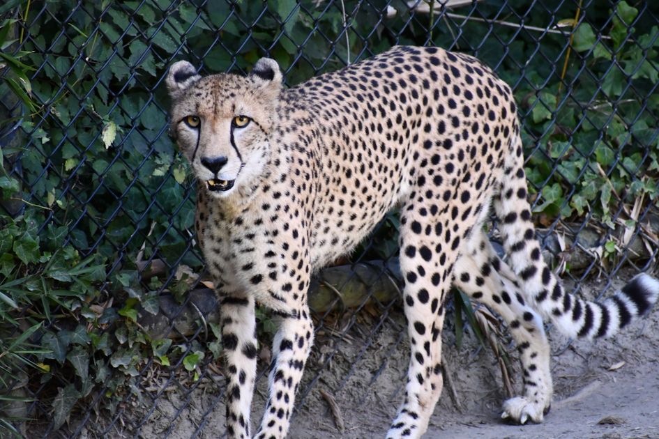 Buy Hydrocodone Online Secure U.S.-Based Pharmacy Service — Virginia Zoo