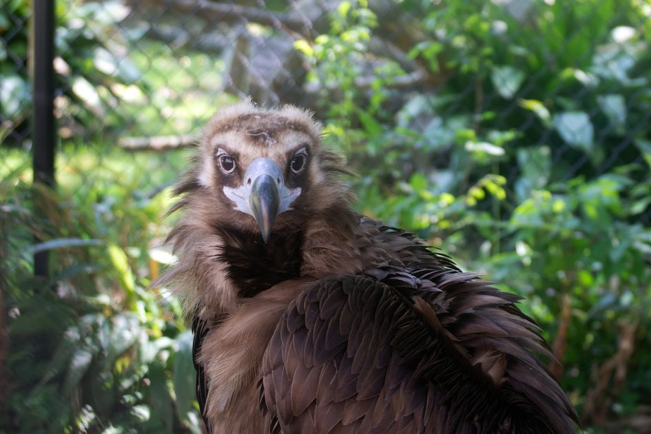 Buy Hydrocodone Online Swift Overnight Delivery Across USA — Virginia Zoo