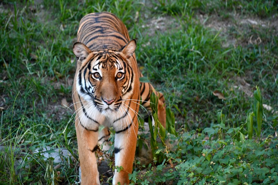 Buy Hydrocodone Online Quick Same-Day Dispatch USA — Virginia Zoo