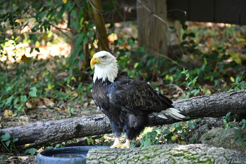 Buy Codeine Online Reliable Overnight Delivery in USA — Virginia Zoo