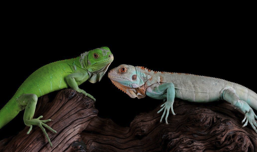 Understanding the Risks of Keeping Exotic Animals as Pets - Pawrpose