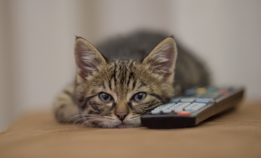 AI Pet Behaviour Analysis: Smarter, Safer Pet Parenting