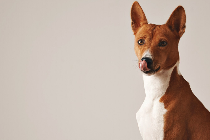 Adopting a Dog: What You Need to Know - Pawrpose