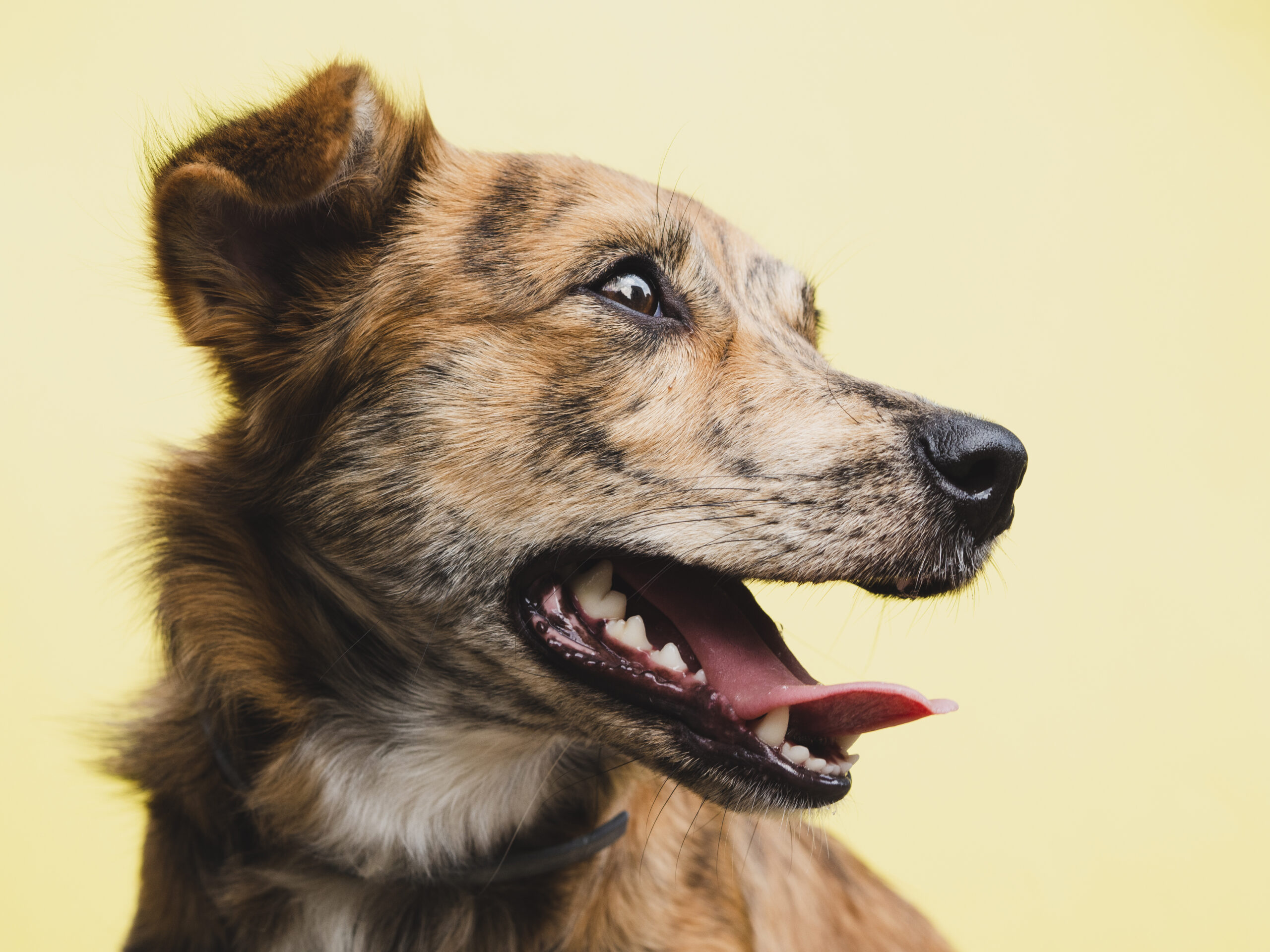 How To Understand Dog Barks: What Your Dog Is Really Saying - Pawrpose