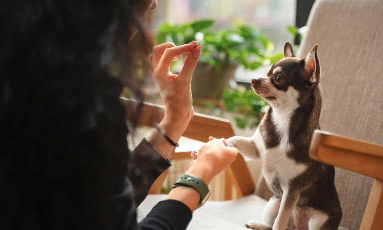 House Training a Puppy: A Step-by-Step Guide - Pawrpose