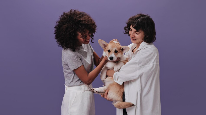 Preparing Your Dog for a Trip to the Vet: A Stress-Free Guide - Pawrpose