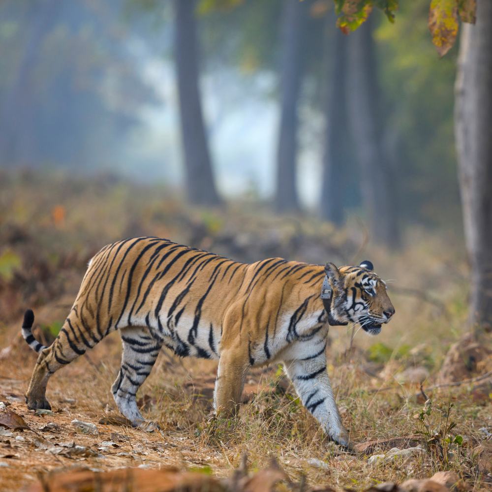10 Best Wildlife Safaris in India to Experience This Summer