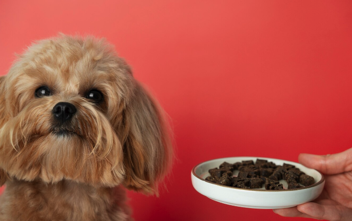 Wet vs. Dry Dog Food: Which Is Best for Your Dog? - Pawrpose