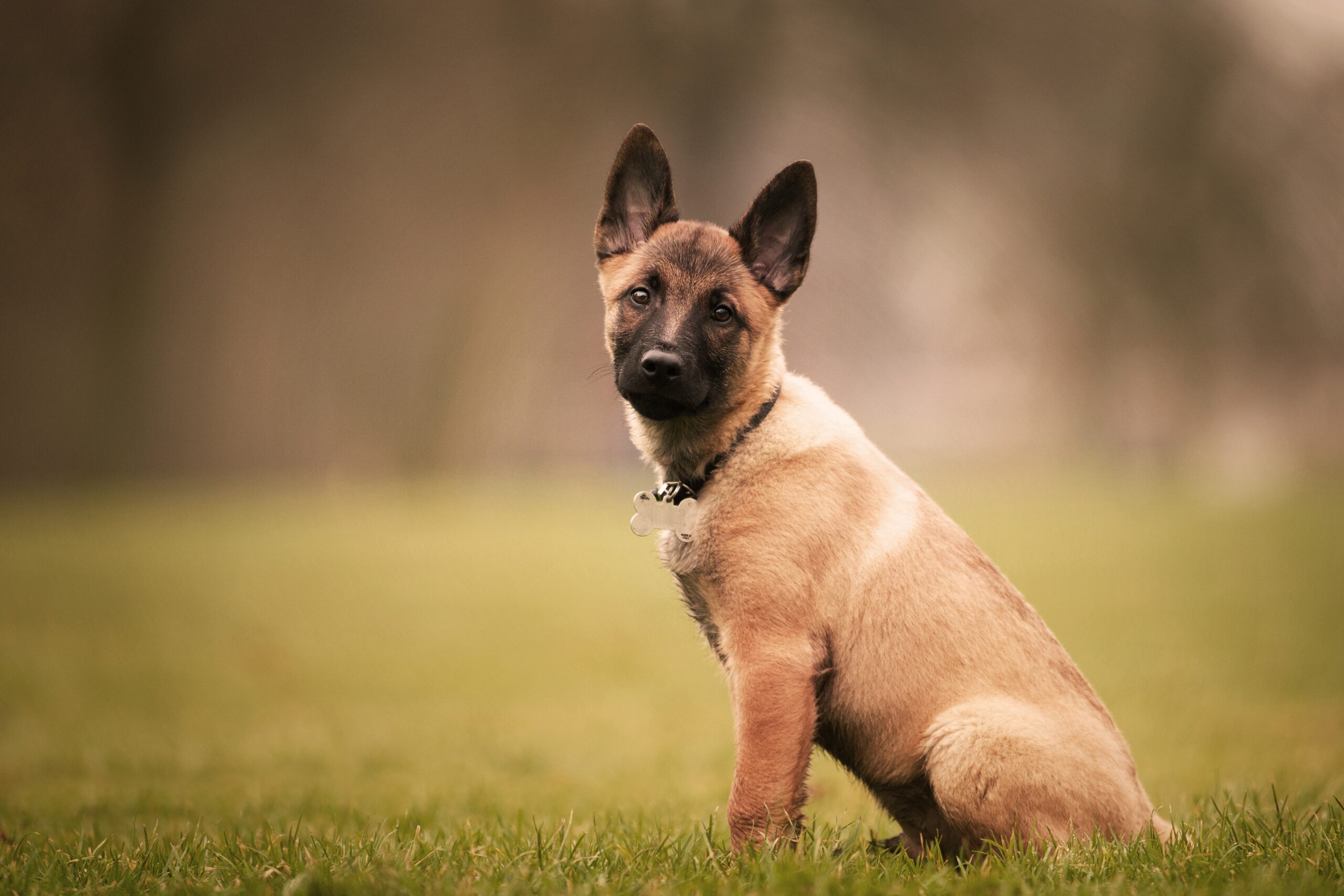 Mix Breed of German Shepherd: Types, Traits, Health & More