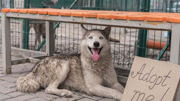 How to Report a Stray Animal in Your City - Pawrpose