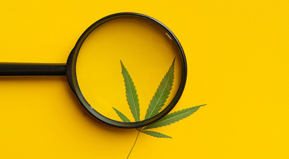 What Is Cannabis SEO? The Ultimate Guide for Dispensaries