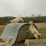 Lucas Rays Rays Profile Picture