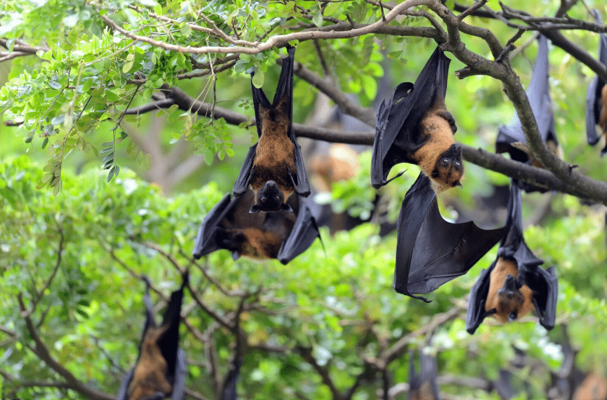 Why Professional Bat Cleanup Is Essential for Your Health and Safety - Elite Wildlife Services