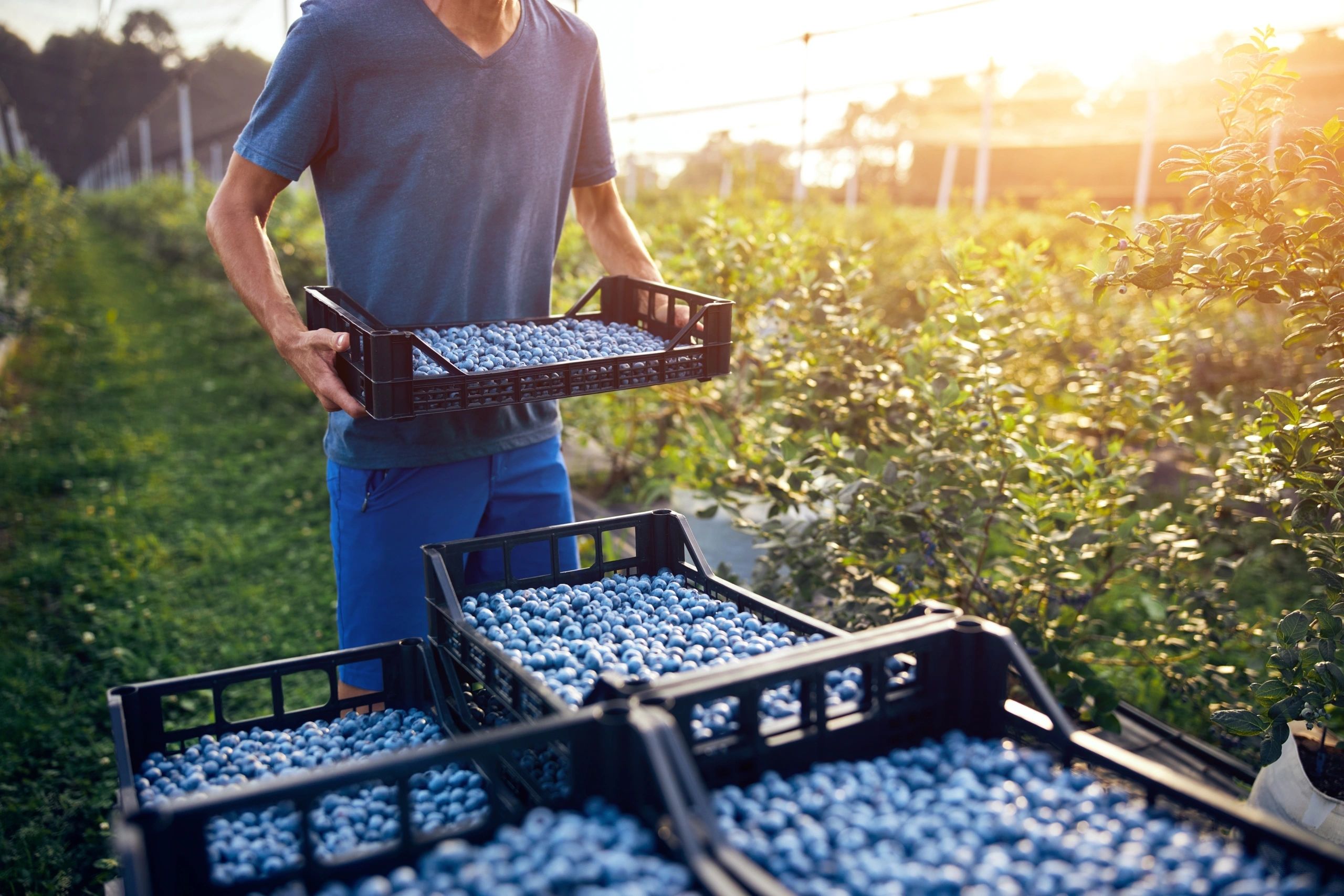 Farm Labor Contracting Services | Seasonal Agricultural Workforce Solutions