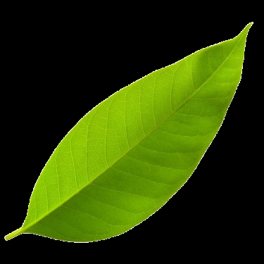Vocal Lef Tea Tea Profile Picture