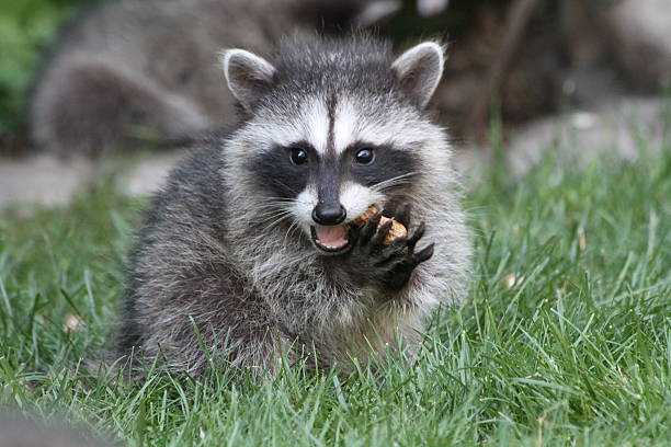 Raccoon Removal Near Me: What Does a Pro Actually Do? – ameliabrooksblog
